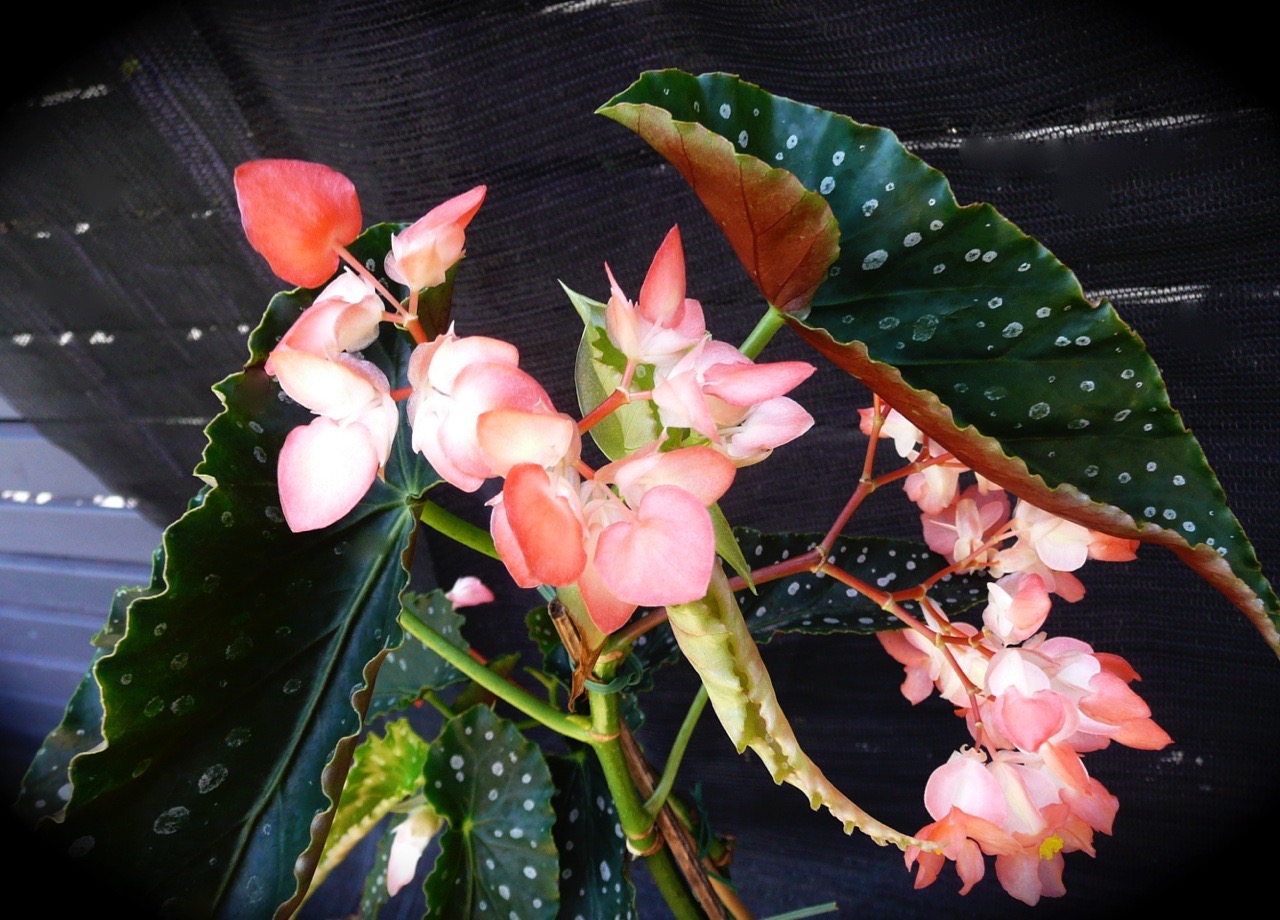 B. ‘Coralie’